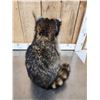 Image 5 : Raccoon Eating Candy Taxidermy Mount