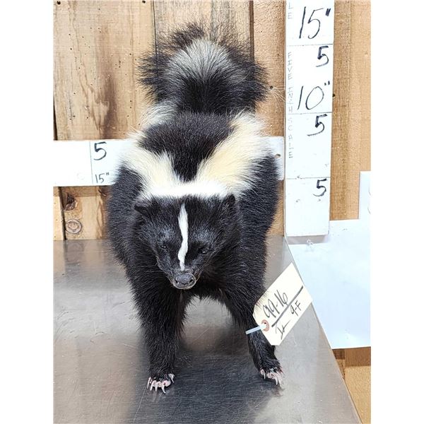 Skunk Full Body Taxidermy Mount