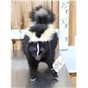 Image 1 : Skunk Full Body Taxidermy Mount