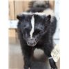 Image 2 : Skunk Full Body Taxidermy Mount