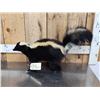 Image 3 : Skunk Full Body Taxidermy Mount