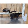 Image 4 : Skunk Full Body Taxidermy Mount