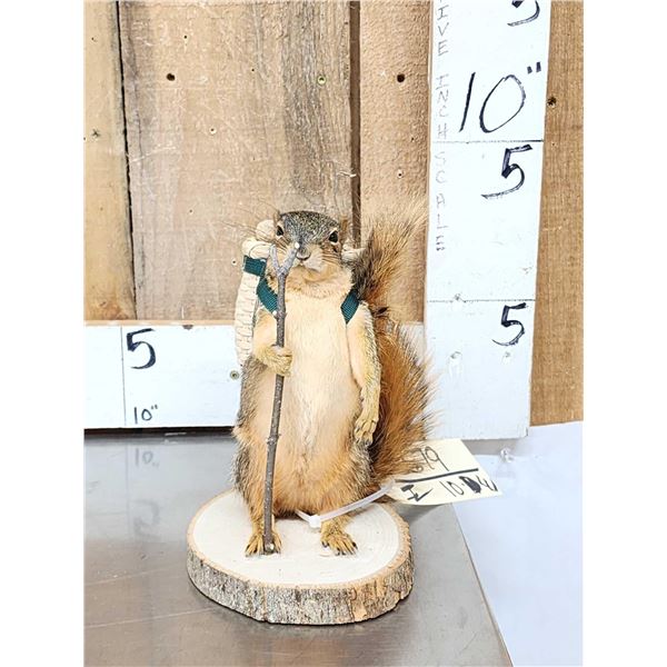 Backpacking Squirrel Full Body Taxidermy Mount