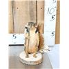 Image 1 : Backpacking Squirrel Full Body Taxidermy Mount