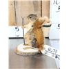 Image 2 : Backpacking Squirrel Full Body Taxidermy Mount