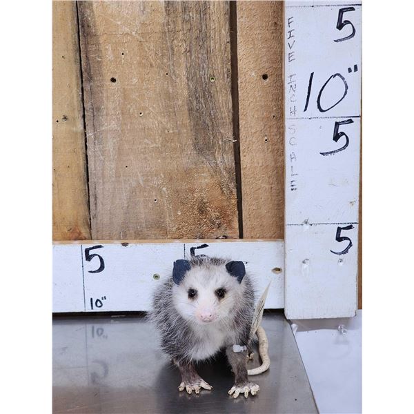 Baby Opossum Full Body Taxidermy Mount