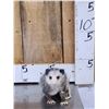 Image 1 : Baby Opossum Full Body Taxidermy Mount