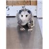 Image 2 : Baby Opossum Full Body Taxidermy Mount
