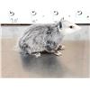 Image 3 : Baby Opossum Full Body Taxidermy Mount
