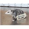 Image 4 : Baby Opossum Full Body Taxidermy Mount