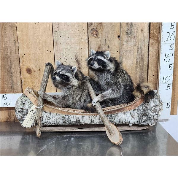 2 Raccoons In A Birch Bark Canoe Taxidermy