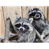 Image 4 : 2 Raccoons In A Birch Bark Canoe Taxidermy
