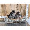 Image 6 : 2 Raccoons In A Birch Bark Canoe Taxidermy