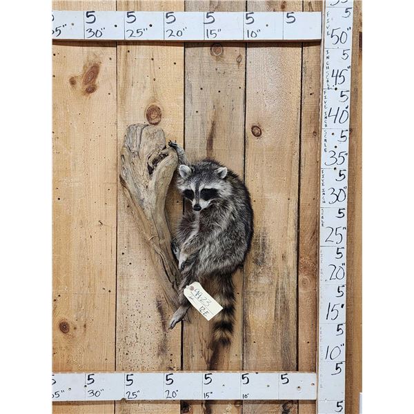 Raccoon Hanging On Driftwood Taxidermy Mount