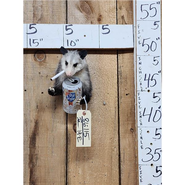 Naughty Opossum Shoulder Mount Taxidermy