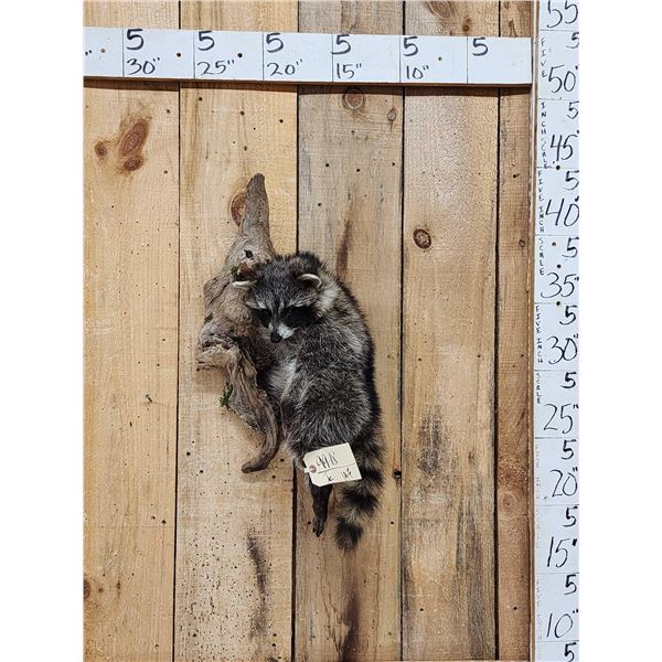 Raccoon Hanging On Driftwood Taxidermy Mount