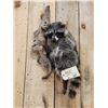 Image 2 : Raccoon Hanging On Driftwood Taxidermy Mount