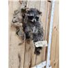 Image 3 : Raccoon Hanging On Driftwood Taxidermy Mount