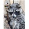 Image 4 : Raccoon Hanging On Driftwood Taxidermy Mount