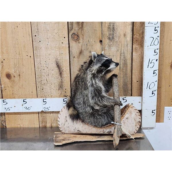 Raccoon In A Birch Bark Canoe Taxidermy