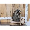 Image 1 : Raccoon In A Birch Bark Canoe Taxidermy