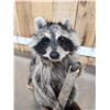 Image 3 : Raccoon In A Birch Bark Canoe Taxidermy
