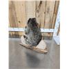 Image 4 : Raccoon In A Birch Bark Canoe Taxidermy