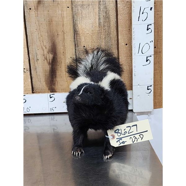 Skunk Full Body Taxidermy Mount