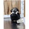 Image 1 : Skunk Full Body Taxidermy Mount