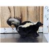 Image 2 : Skunk Full Body Taxidermy Mount
