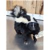 Image 3 : Skunk Full Body Taxidermy Mount