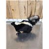 Image 4 : Skunk Full Body Taxidermy Mount