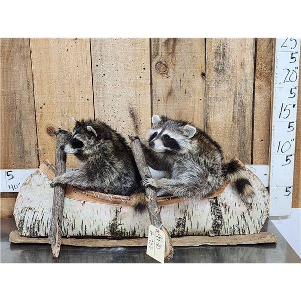 2 Raccoons In A Birch Bark Canoe Taxidermy