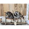 Image 1 : 2 Raccoons In A Birch Bark Canoe Taxidermy