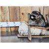 Image 2 : 2 Raccoons In A Birch Bark Canoe Taxidermy