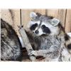 Image 3 : 2 Raccoons In A Birch Bark Canoe Taxidermy