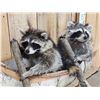 Image 4 : 2 Raccoons In A Birch Bark Canoe Taxidermy