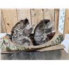 Image 6 : 2 Raccoons In A Birch Bark Canoe Taxidermy