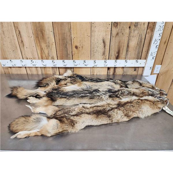 3 Coyote Soft Tanned Furs Taxidermy