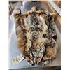 Image 2 : 3 Coyote Soft Tanned Furs Taxidermy