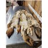 Image 3 : 3 Coyote Soft Tanned Furs Taxidermy
