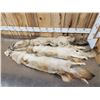 Image 4 : 3 Coyote Soft Tanned Furs Taxidermy