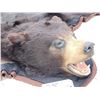 Image 4 : Black Bear Rug Taxidermy