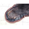 Image 9 : Black Bear Rug Taxidermy