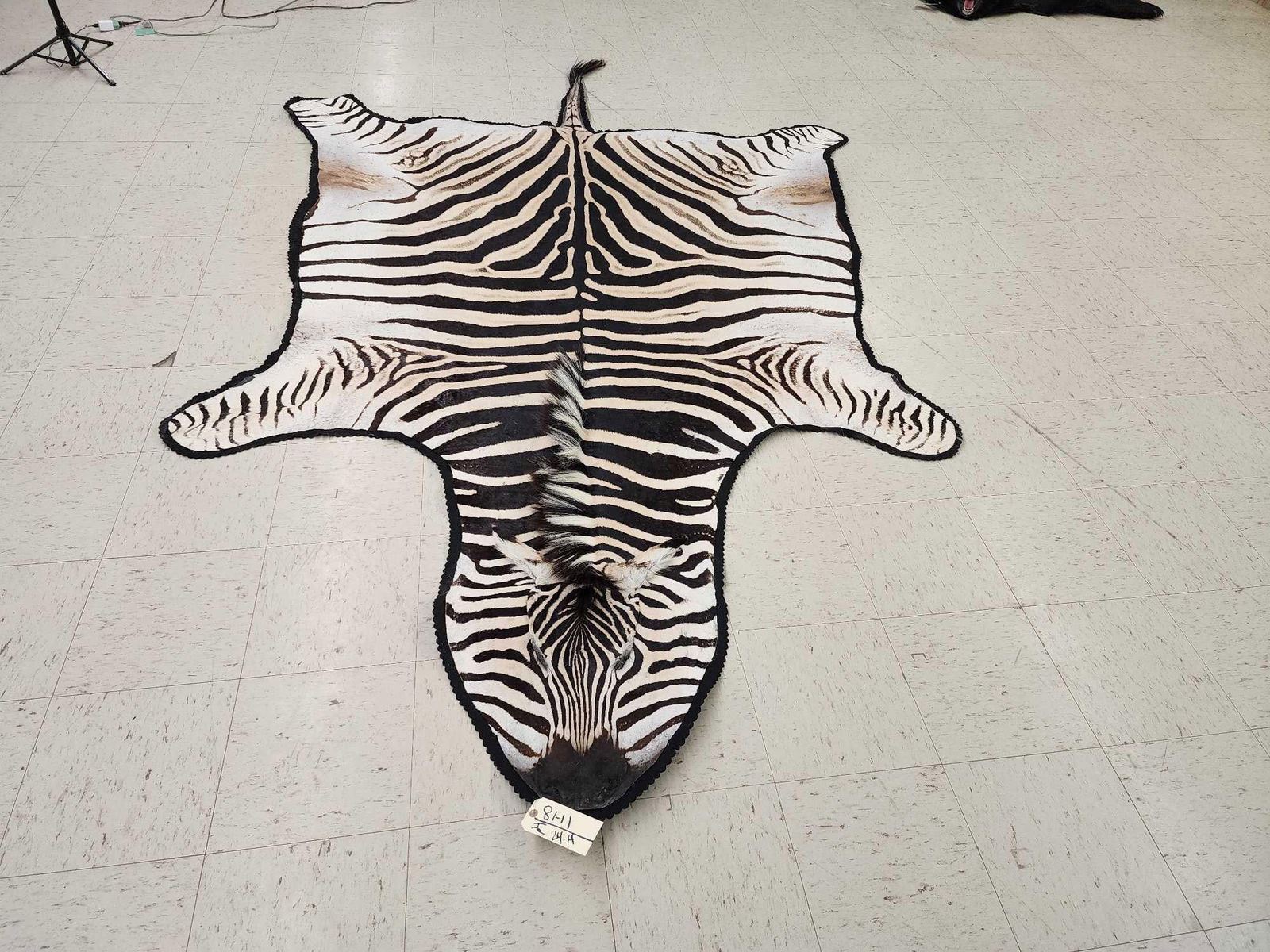 Zebra Head Skin Rug Big Zebra Skin Rug Taxidermy