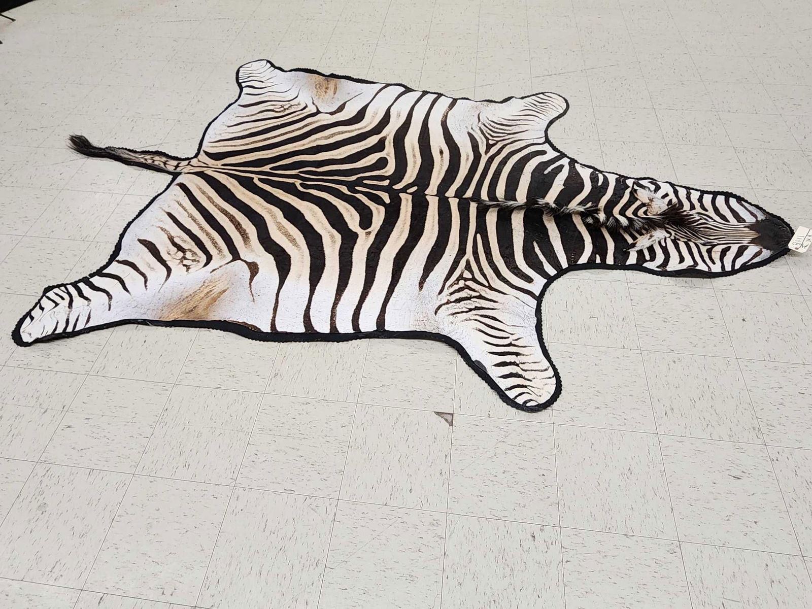 Zebra Head Skin Rug Big Zebra Skin Rug Taxidermy