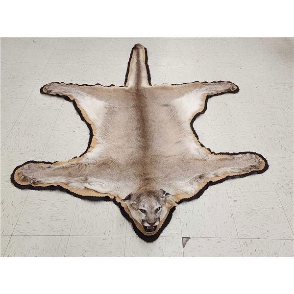 Mountain Lion Cougar Rug Taxidermy