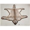 Image 1 : Mountain Lion Cougar Rug Taxidermy