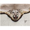 Image 2 : Mountain Lion Cougar Rug Taxidermy