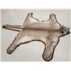 Image 3 : Mountain Lion Cougar Rug Taxidermy